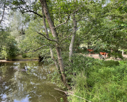 La Trétoire Moulin Coton (2)