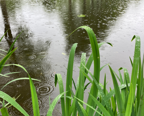 ⁨Talus-Saint-Prix⁩ Etang