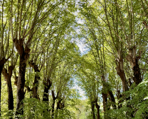 Verdelot – Moulin – Allée